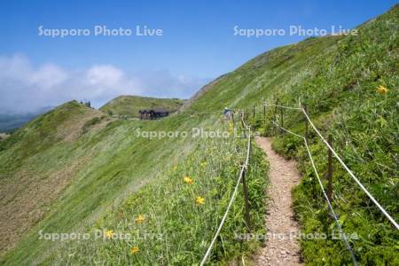 レブンウスユキソウ群生地