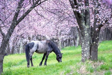 桜と馬