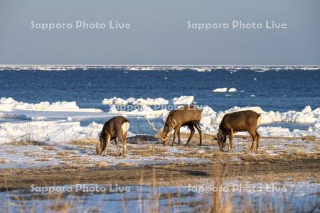 流氷とエゾシカ