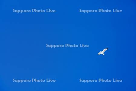 ウミネコ飛翔