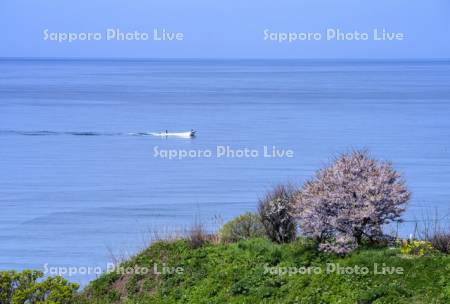 桜と漁船