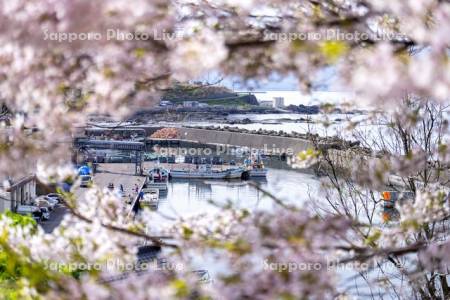 桜と泊漁港