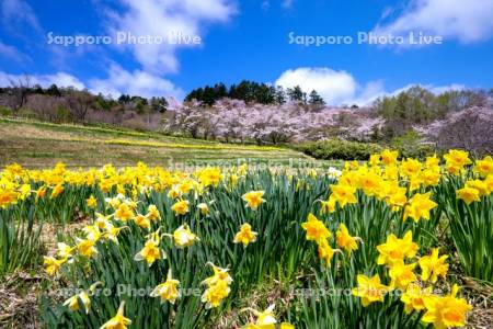 玉川公園のスイセンと桜