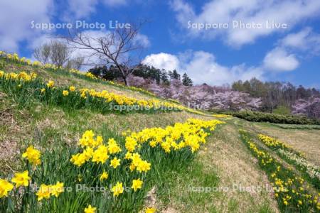玉川公園のスイセンと桜