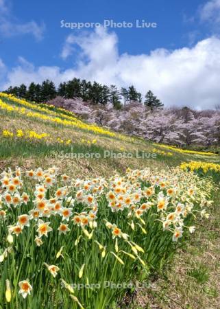 玉川公園のスイセンと桜