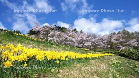 玉川公園のスイセンと桜