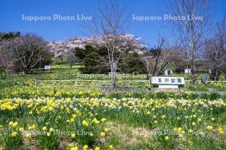玉川公園