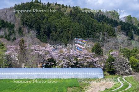 桜と鯉のぼり