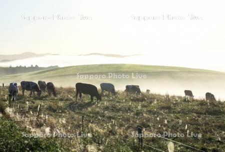 朝もやの牧場