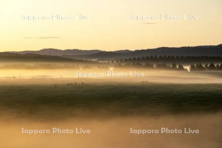 朝霧の牧場