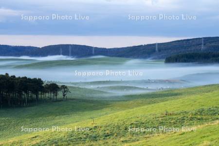 朝霧の牧場