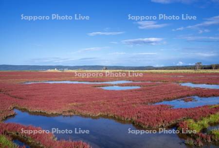能取湖のサンゴ草