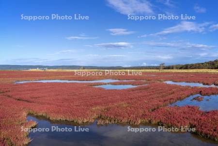 能取湖のサンゴ草