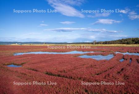 能取湖のサンゴ草