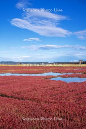 能取湖のサンゴ草