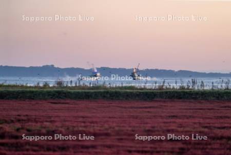 サンゴ草と漁船