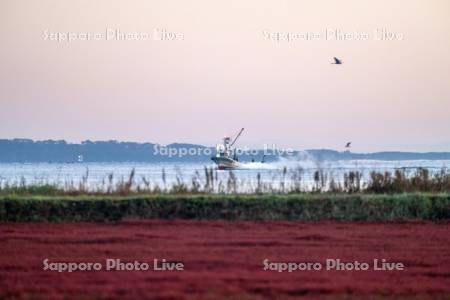 サンゴ草と漁船