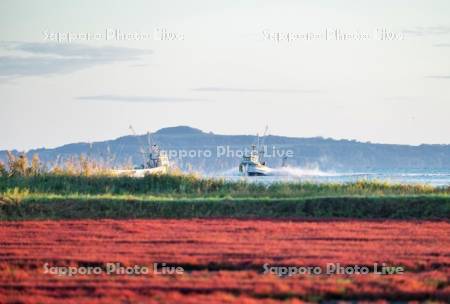 サンゴ草と漁船