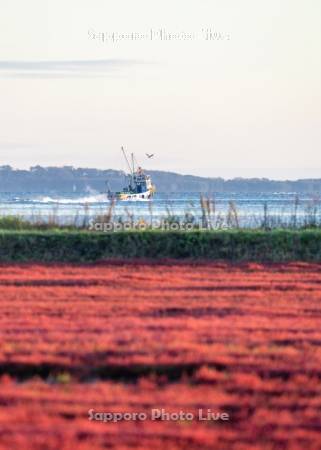サンゴ草と漁船