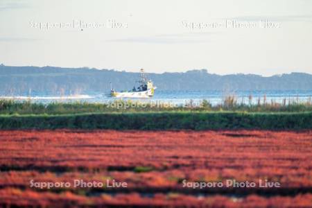サンゴ草と漁船