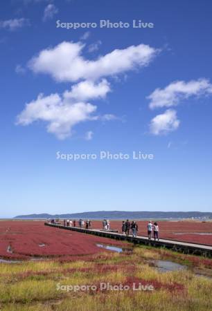 能取湖のサンゴ草と観光客