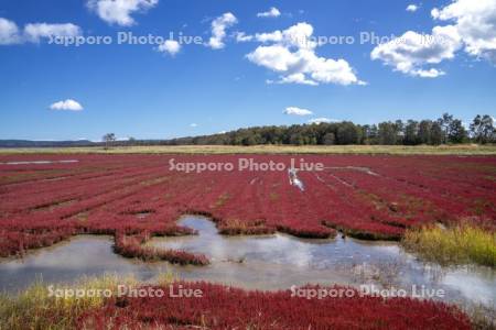 能取湖のサンゴ草