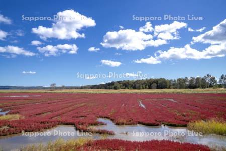能取湖のサンゴ草