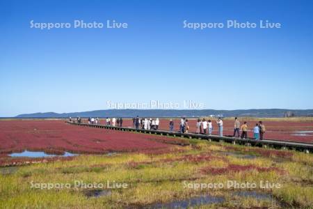 能取湖のサンゴ草と観光客