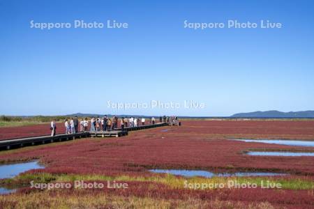 能取湖のサンゴ草と観光客