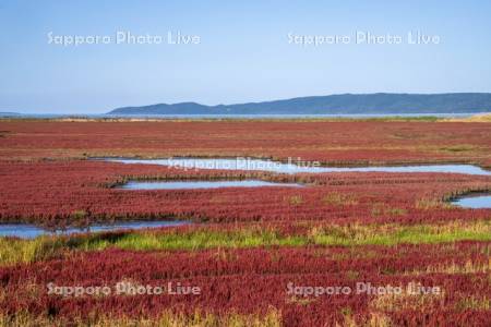 能取湖のサンゴ草
