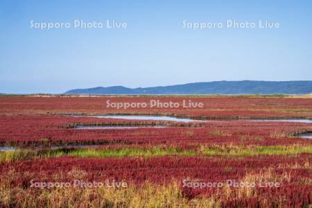 能取湖のサンゴ草