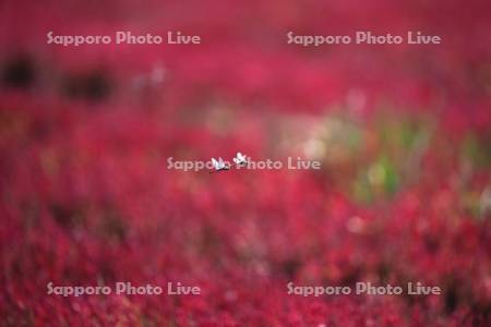 サンゴ草と、トンボ（ナツアカネ）