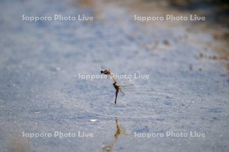 サンゴ草と、トンボ（ナツアカネ）