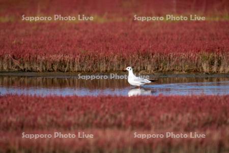 ゆりかもめとサンゴ草