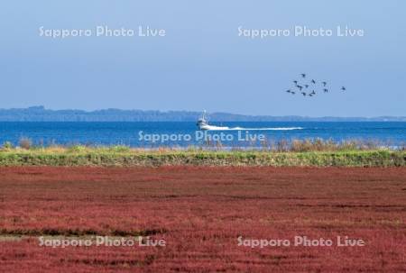 サンゴ草と漁船
