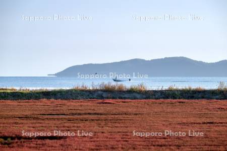サンゴ草と漁船