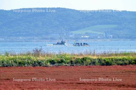 サンゴ草とサケ定置漁
