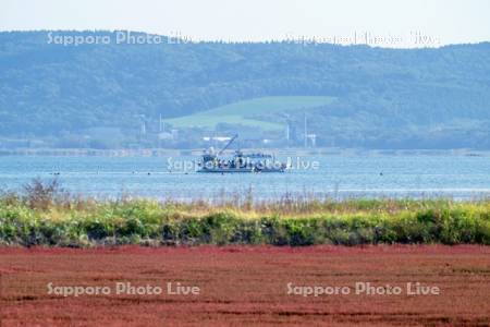 サンゴ草とサケ定置漁