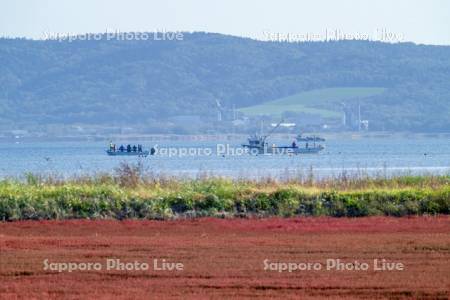 サンゴ草とサケ定置漁