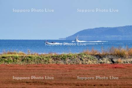サンゴ草と漁船