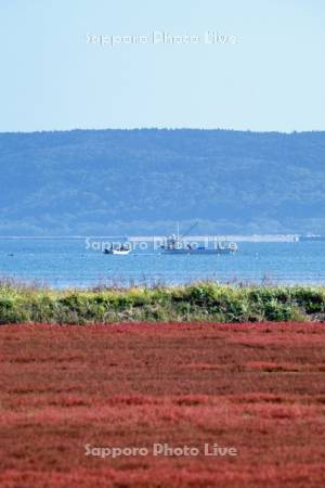 サンゴ草と漁船