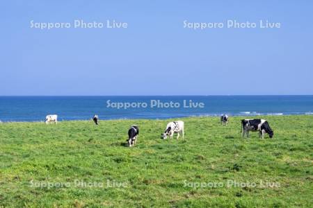 牛の放牧とオホーツク海