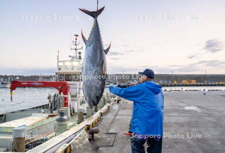本マグロ水揚げ