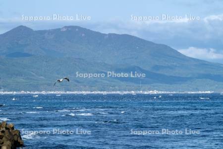 漁船　真昆布養殖