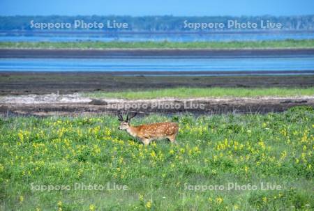 エゾシカと野付半島