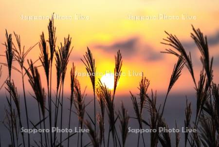 ススキと夕日