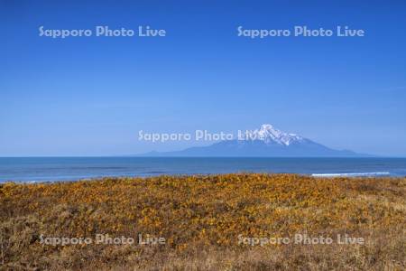 ハマナス紅葉と利尻島