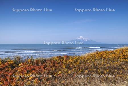 ハマナス紅葉と利尻島