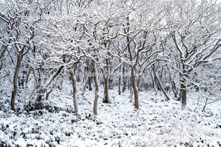 稚咲内海岸砂丘林