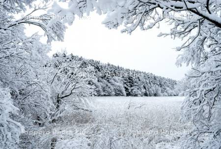 稚咲内海岸砂丘林